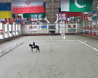 More than 40 athletes took part in the Russian Equestrian Championship in Moscow region 